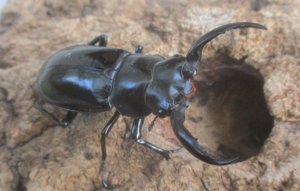 新春特価 ２０２６年種親 ウエストウッディsspアルナーチャル WK産♂５２ミリ♀４０ミリ（WＦ１）ＰＡ