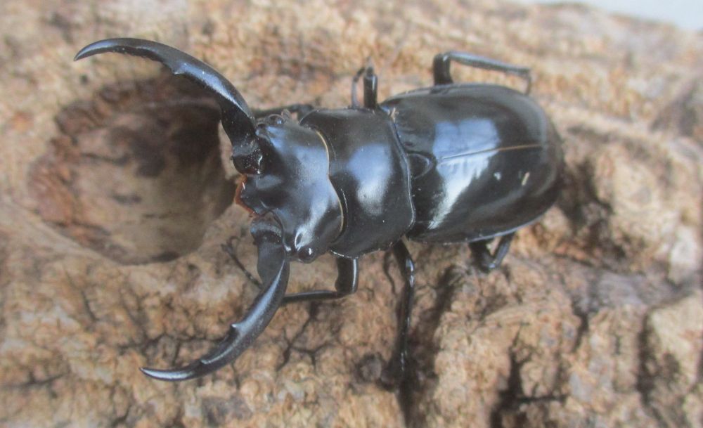 新春特価 ２０２６年種親 ウエストウッディsspアルナーチャル WK産♂５２ミリ♀４０ミリ（WＦ１）ＰＡ