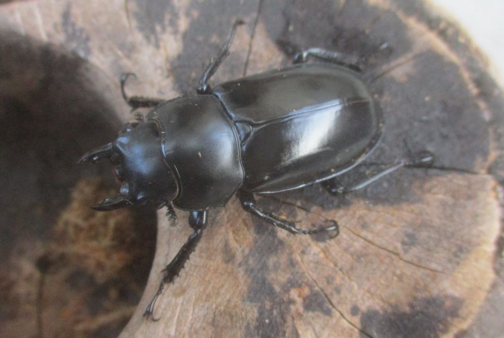 新春特価 ２０２６年種親 ウエストウッディsspアルナーチャル WK産♂５２ミリ♀４０ミリ（WＦ１）ＰＡ