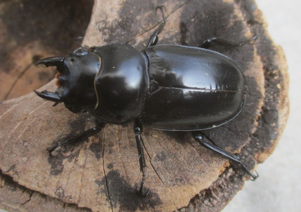 新春特価 ２０２６年種親 ウエストウッディsspアルナーチャルＤＶ産 ♀４６ミリ（ＣＢＦ１）単品