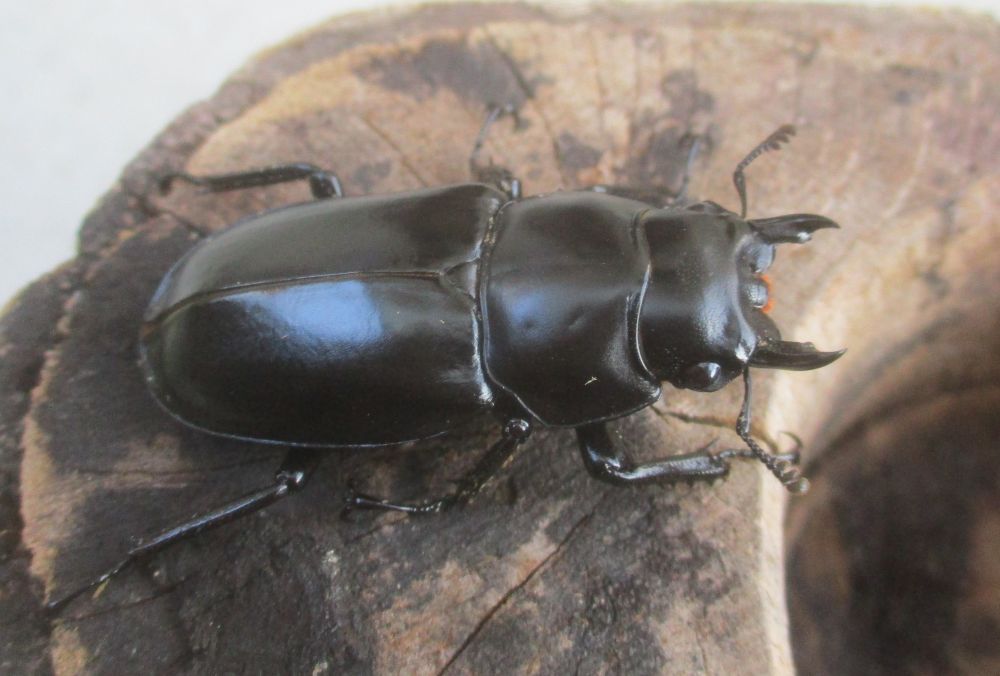 新春特価 ２０２６年種親 ウエストウッディsspアルナーチャルＤＶ産 ♀４３.５ミリ（ＣＢＦ１）単品