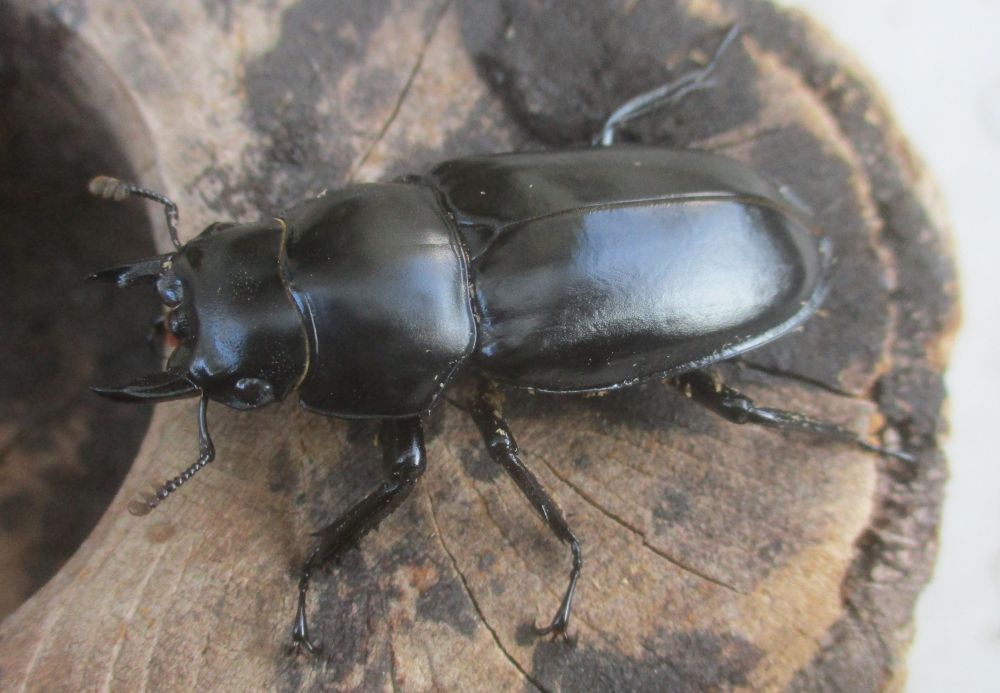 新春特価 ２０２６年種親 ウエストウッディsspアルナーチャルＤＶ産 ♀４３.５ミリ（ＣＢＦ１）単品