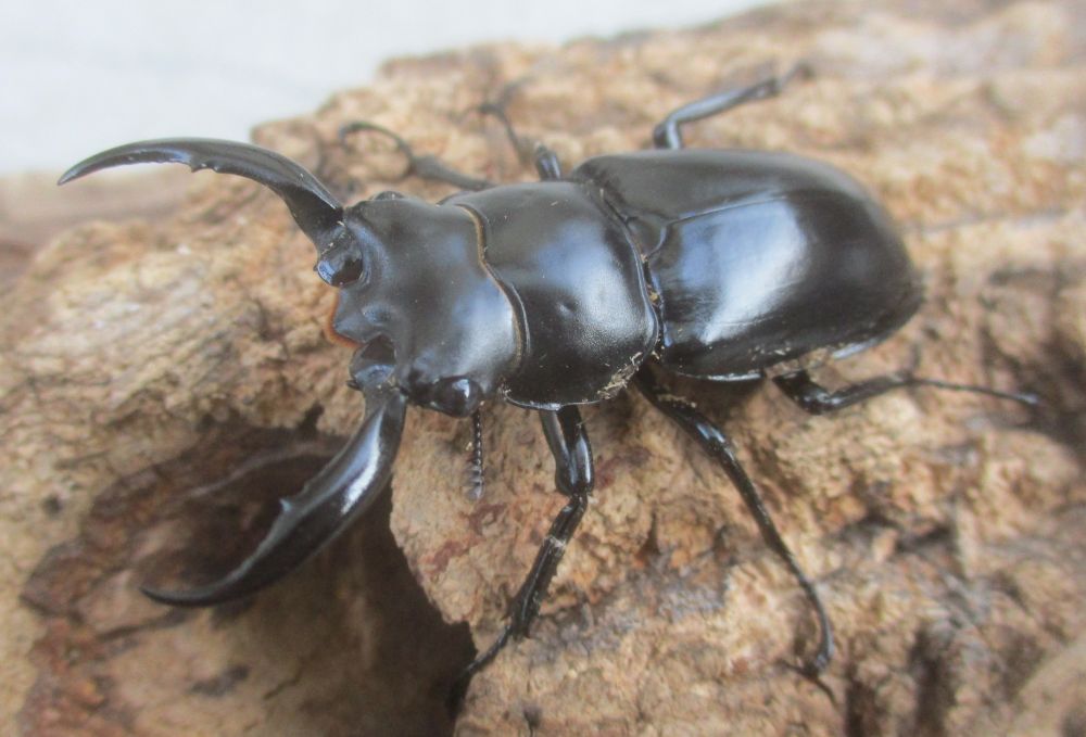 新春特価 ２０２６年種親 ウエストウッディsspアルナーチャル WK産♂４９ミリ♀４０ミリ（WＦ１）ＰＡ