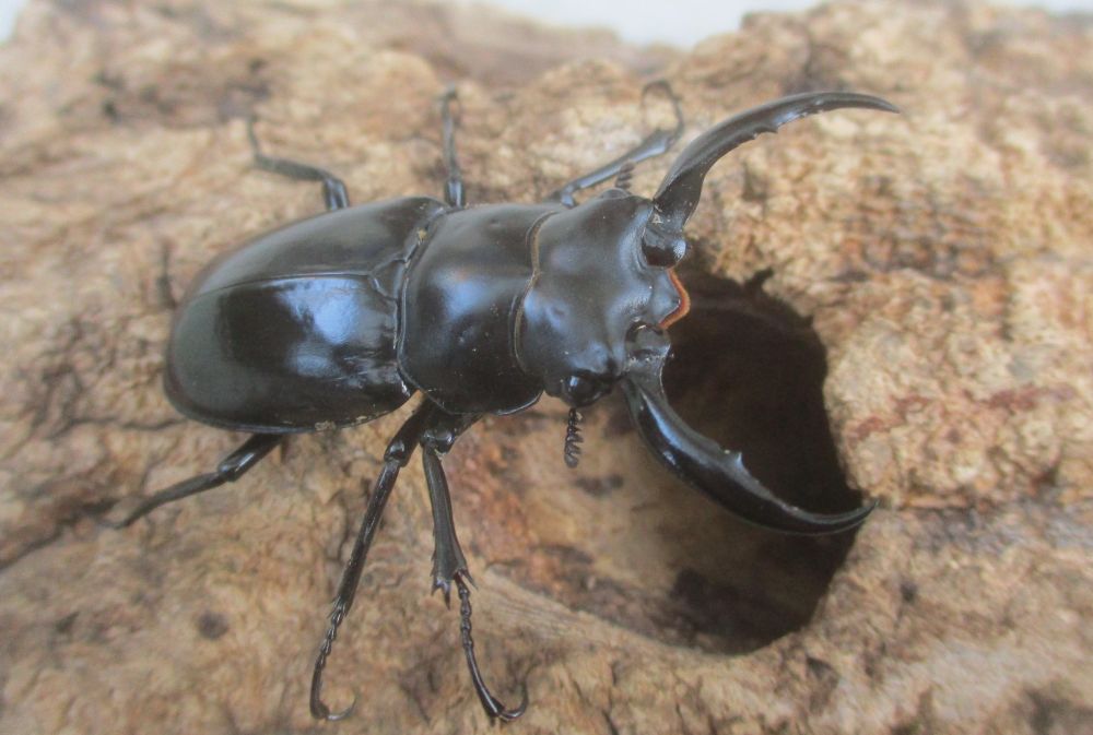 新春特価 ２０２６年種親 ウエストウッディsspアルナーチャル WK産♂４９ミリ♀４０ミリ（WＦ１）ＰＡ