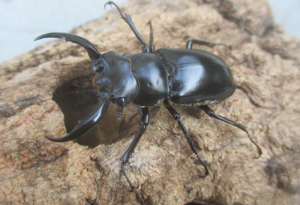 新春特価 ２０２６年種親 ウエストウッディsspアルナーチャル WK産♂４９ミリ♀４０ミリ（WＦ１）ＰＡ