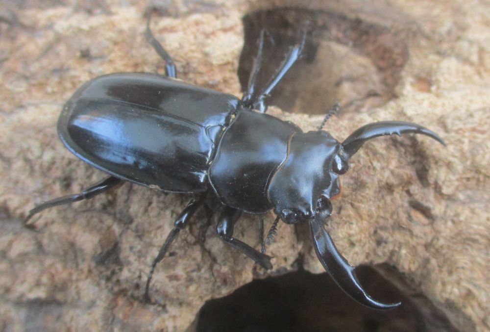 新春特価 ２０２６年種親 ウエストウッディsspアルナーチャル WK産♂４９ミリ♀４０ミリ（WＦ１）ＰＡ