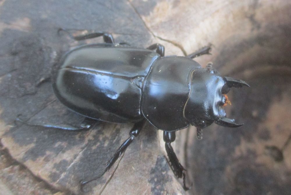 新春特価 ２０２６年種親 ウエストウッディsspアルナーチャル WK産♂４９ミリ♀４０ミリ（WＦ１）ＰＡ