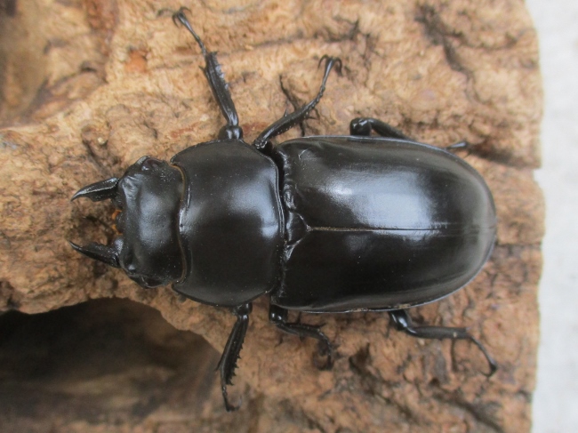 ２０２６年種親 ウエストウッディsspアルナーチャルＤＶ産 大型♂８３．５ミリ♀４８ミリ♀４６ミリ（ＣＢＦ１）トリオ