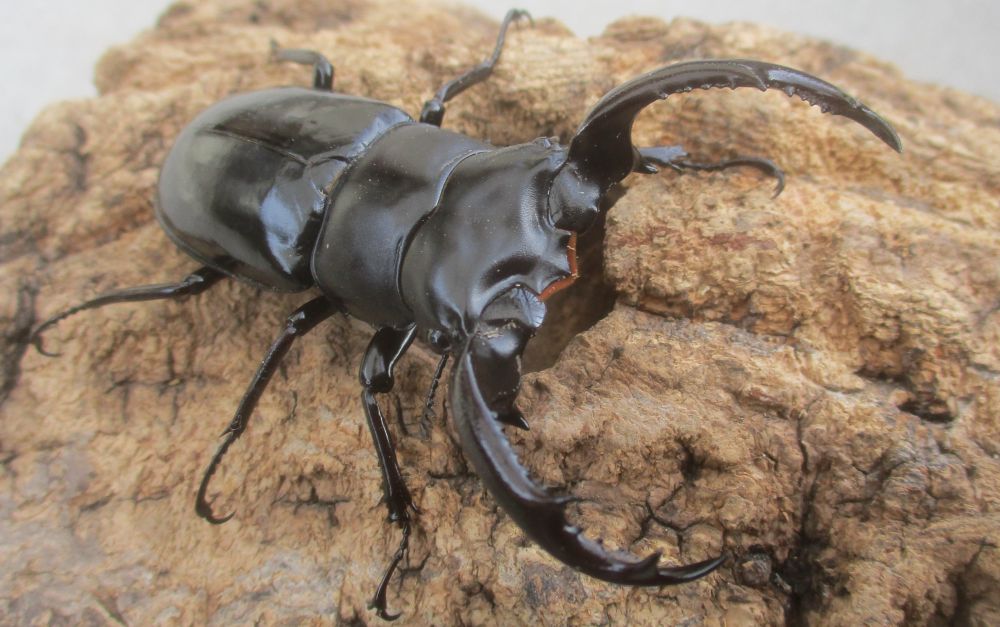 ２０２６年種親 ウエストウッディsspアルナーチャル WK産♂６８ミリ♀４４.５ミリ（WＦ１）ＰＡ