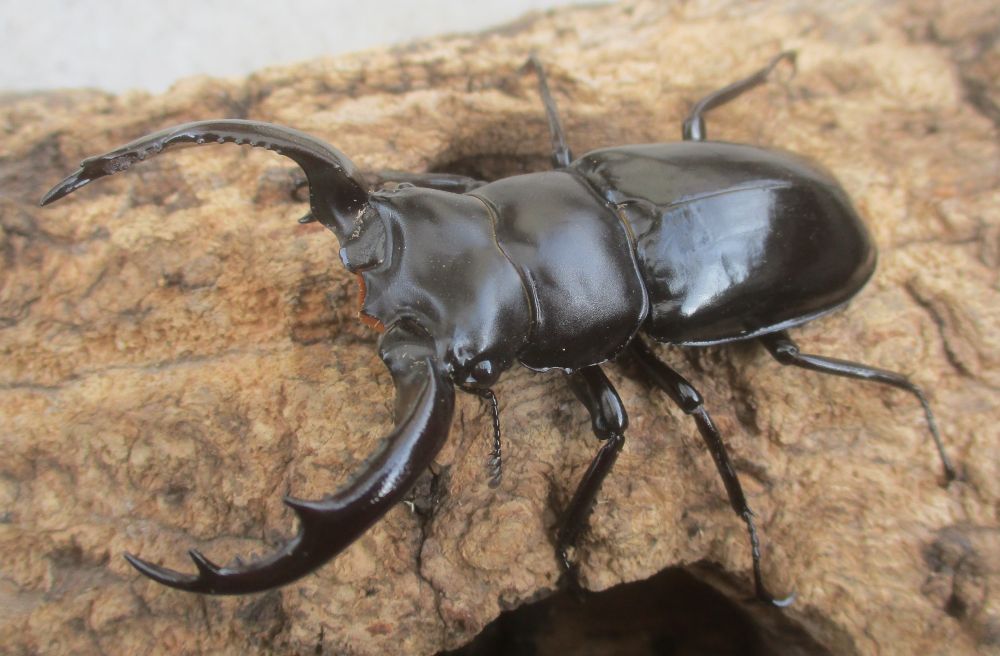 ２０２６年種親 ウエストウッディsspアルナーチャル WK産♂６８ミリ♀４４.５ミリ（WＦ１）ＰＡ