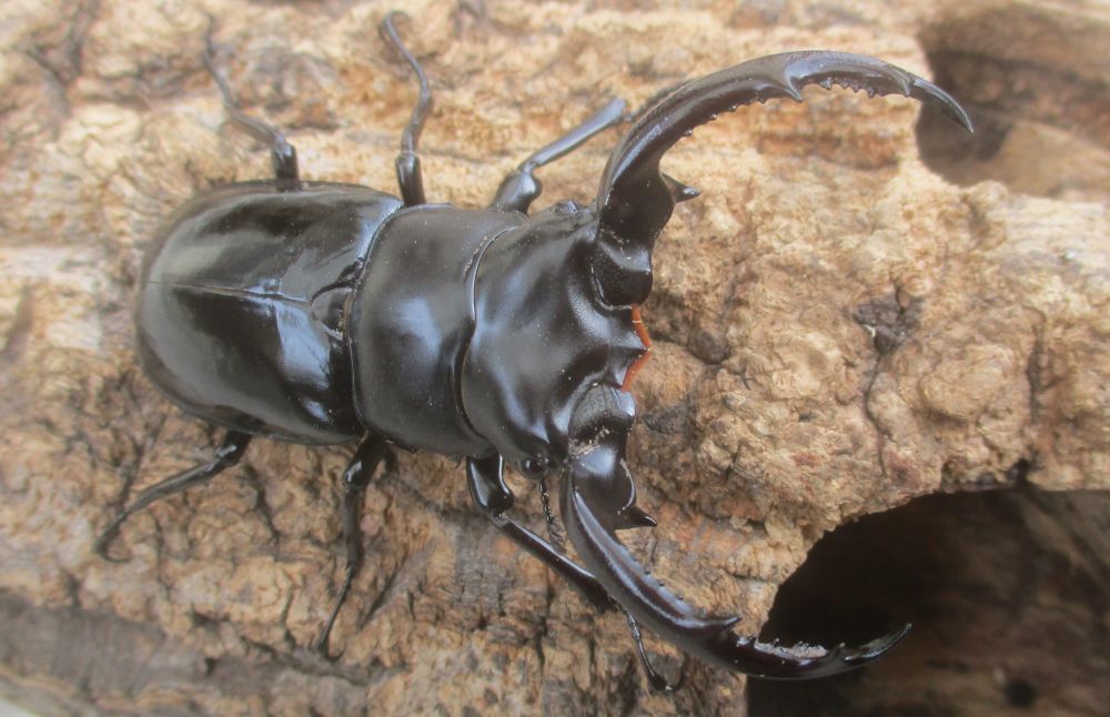 ２０２６年種親 ウエストウッディsspアルナーチャル WK産♂６８ミリ♀４４.５ミリ（WＦ１）ＰＡ