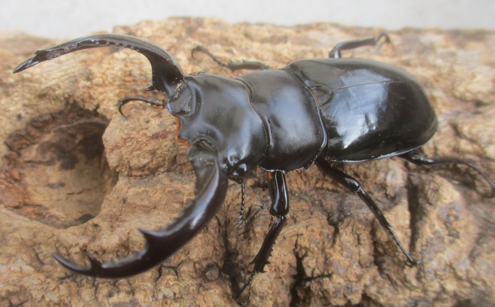 ２０２６年種親 ウエストウッディsspアルナーチャル WK産♂６８ミリ♀４４.５ミリ（WＦ１）ＰＡ