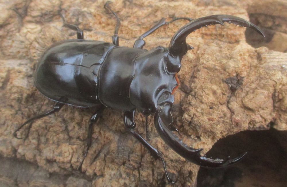 ２０２６年種親 ウエストウッディsspアルナーチャル WK産♂６８ミリ♀４４.５ミリ（WＦ１）ＰＡ