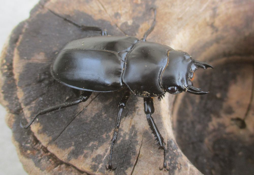 ２０２６年種親 ウエストウッディsspアルナーチャル WK産♂６８ミリ♀４４.５ミリ（WＦ１）ＰＡ