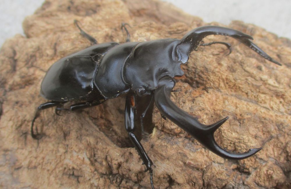 ２０２６年種親  ウエストウッディカズミアエ♂７４ミリ♀４４.５ミリ（ＷＦ１）ＰＡ