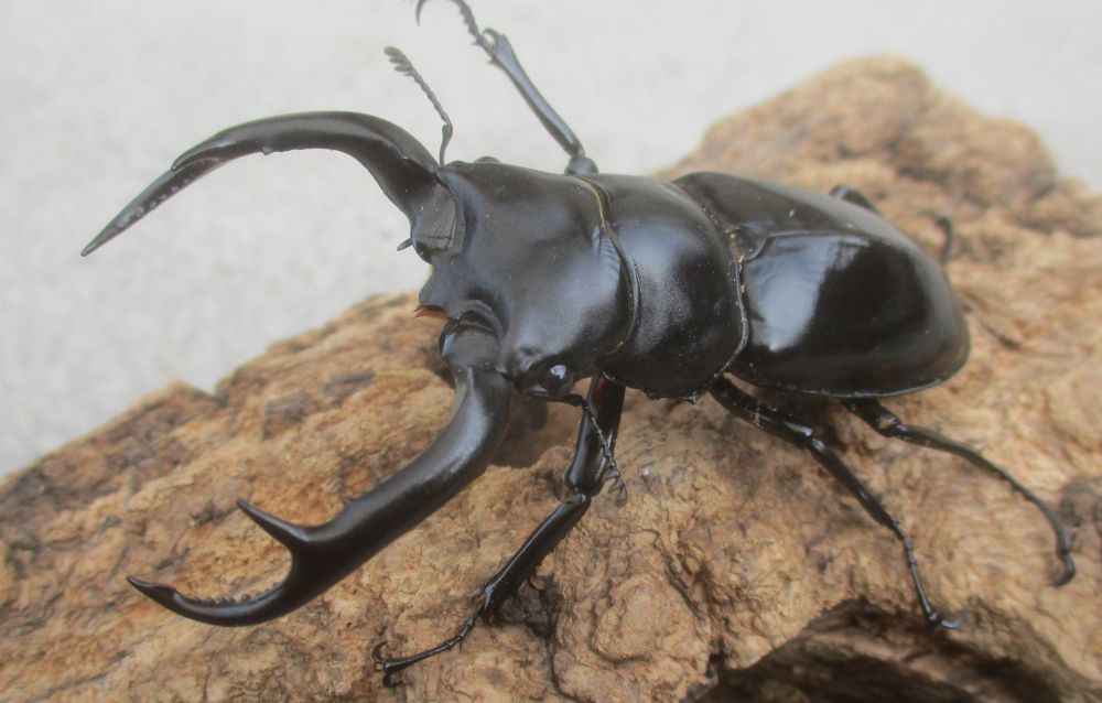 ２０２６年種親  ウエストウッディカズミアエ♂７４ミリ♀４４.５ミリ（ＷＦ１）ＰＡ