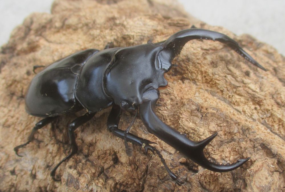 ２０２６年種親  ウエストウッディカズミアエ♂７４ミリ♀４４.５ミリ（ＷＦ１）ＰＡ