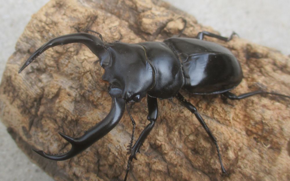 ２０２６年種親  ウエストウッディカズミアエ♂７４ミリ♀４４.５ミリ（ＷＦ１）ＰＡ