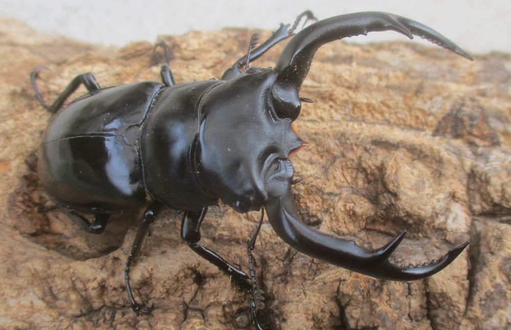 ２０２６年種親  ウエストウッディカズミアエ♂７４ミリ♀４４.５ミリ（ＷＦ１）ＰＡ