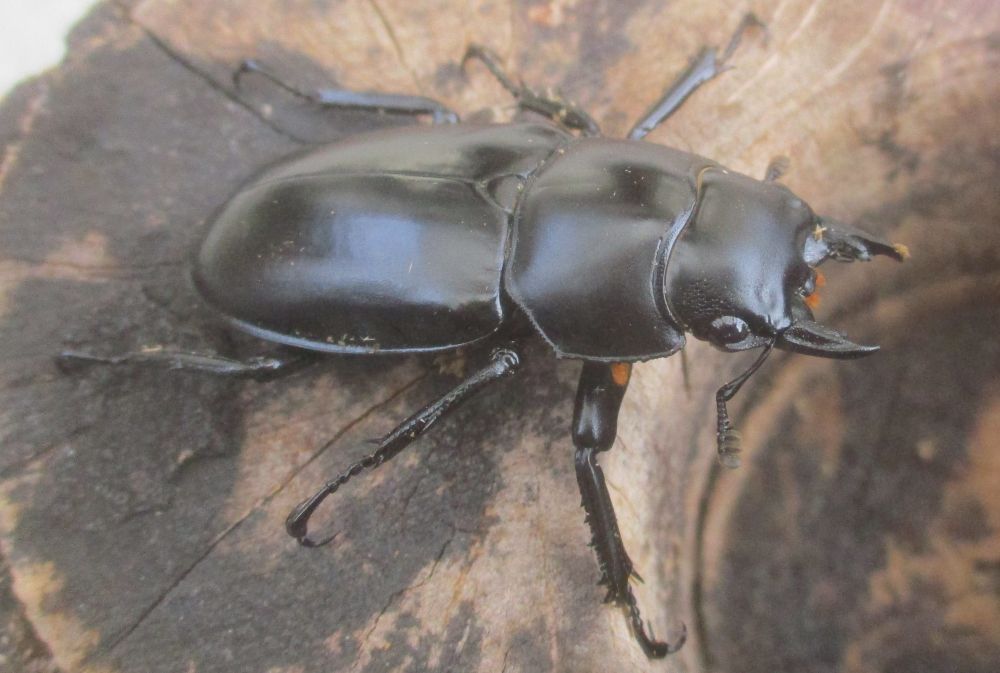 ２０２６年種親  ウエストウッディカズミアエ♂７４ミリ♀４４.５ミリ（ＷＦ１）ＰＡ