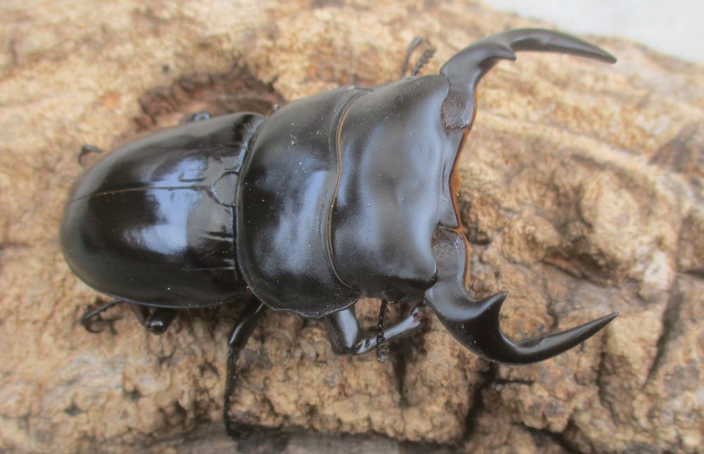 ２０２６年種親  カチンアンタエウス♂６９.５ミリ♀４２ミリ（ＷＦ１）ＰＡ