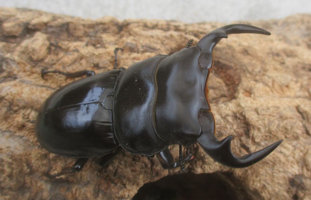 ２０２６年種親  カチンアンタエウス♂６９.５ミリ♀４２ミリ（ＷＦ１）ＰＡ