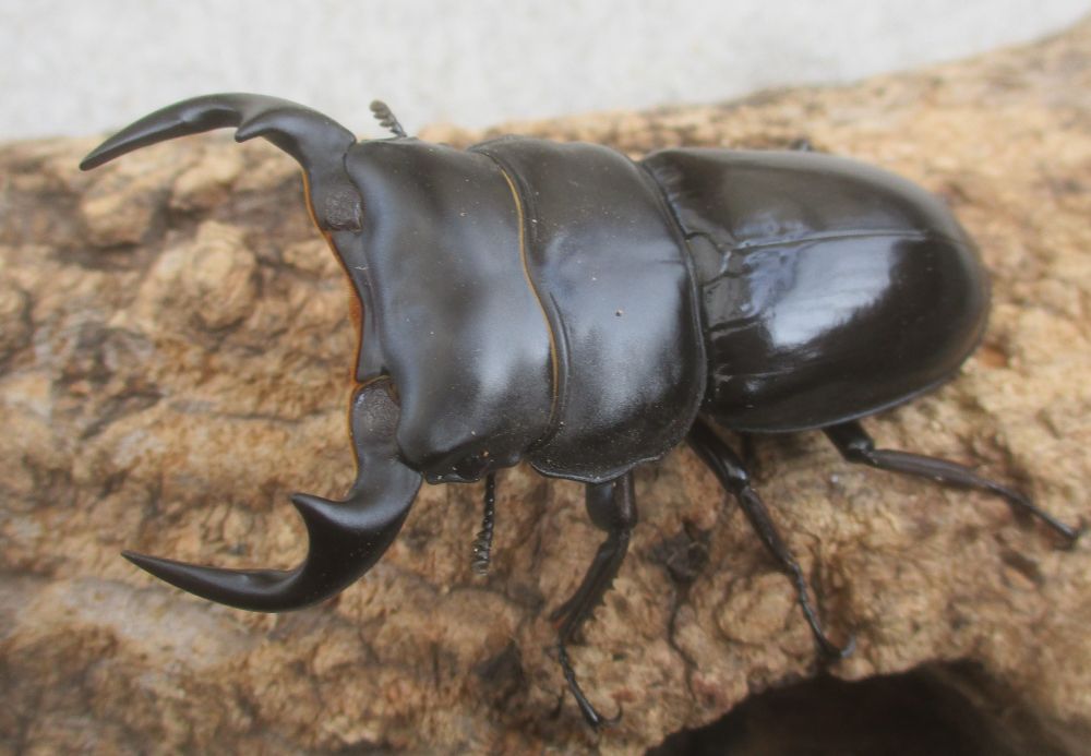 ２０２６年種親  カチンアンタエウス♂６９.５ミリ♀４２ミリ（ＷＦ１）ＰＡ