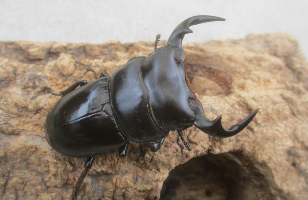 ２０２６年種親  カチンアンタエウス♂６９.５ミリ♀４２ミリ（ＷＦ１）ＰＡ