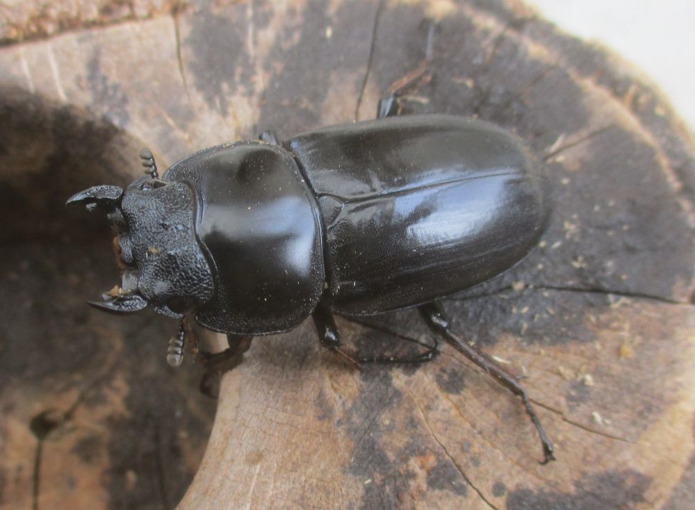 ２０２６年種親  カチンアンタエウス♂６９.５ミリ♀４２ミリ（ＷＦ１）ＰＡ