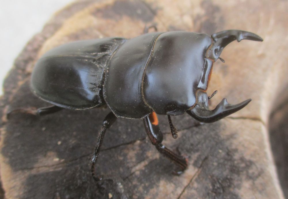 ２０２６年種親  スキットオオクワガタ♂３７ミリ♀２７ミリ（WF1）ＰＡ