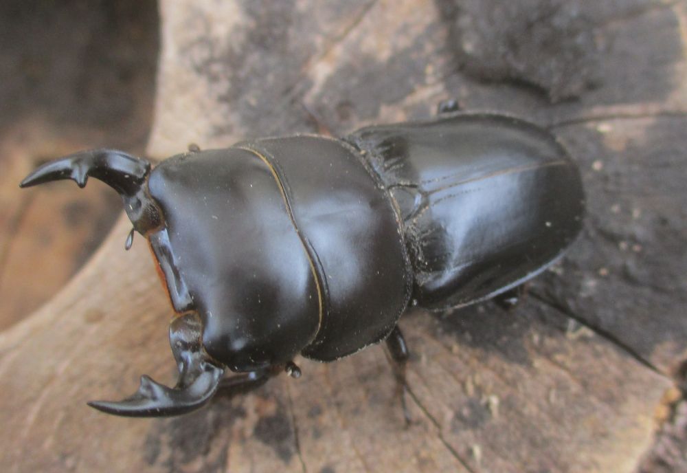 ２０２６年種親  スキットオオクワガタ♂３７ミリ♀２７ミリ（WF1）ＰＡ