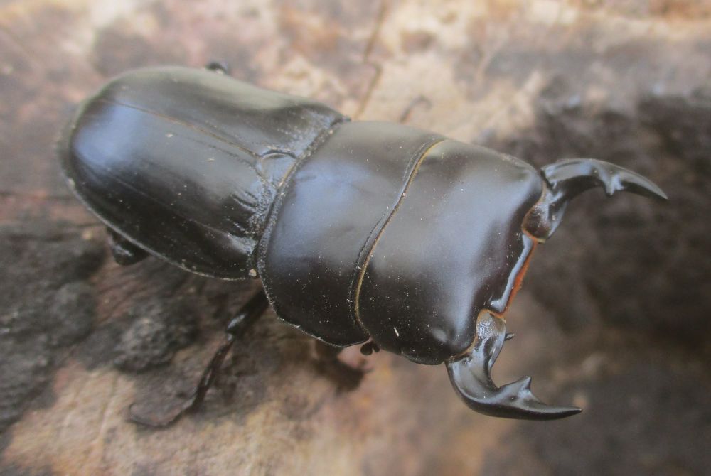 ２０２６年種親  スキットオオクワガタ♂３７ミリ♀２７ミリ（WF1）ＰＡ