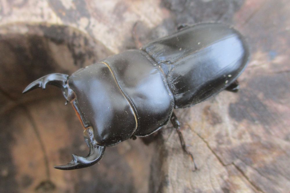 ２０２６年種親  スキットオオクワガタ♂３７ミリ♀２７ミリ（WF1）ＰＡ