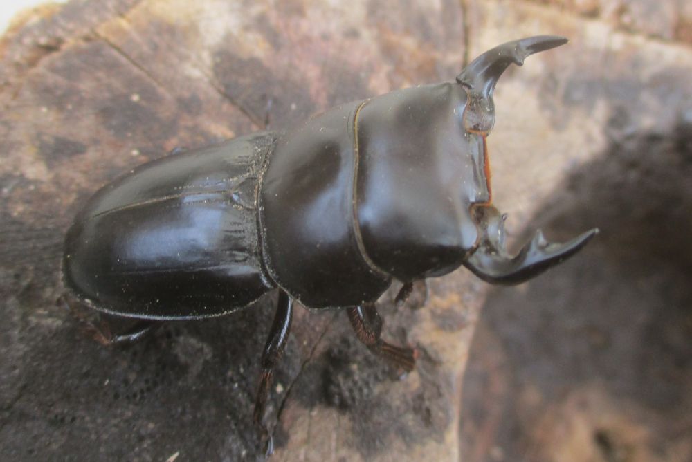 ２０２６年種親  スキットオオクワガタ♂３７ミリ♀２７ミリ（WF1）ＰＡ