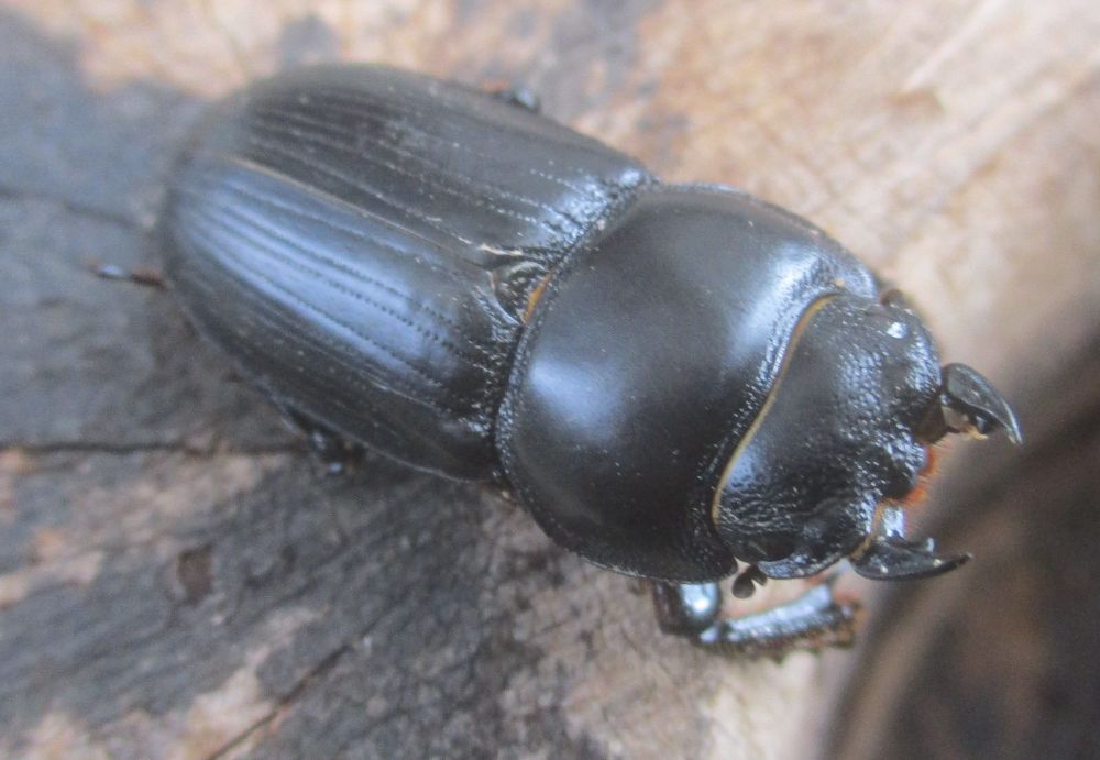 ２０２６年種親  スキットオオクワガタ♂３７ミリ♀２７ミリ（WF1）ＰＡ