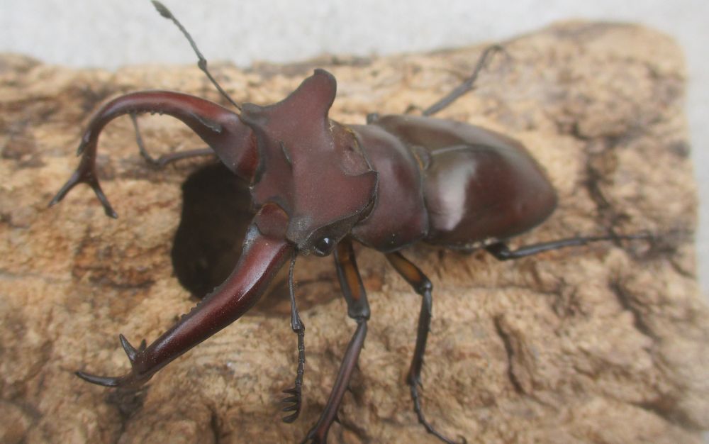 ２０２６年種親  ドンミヤマ大型♂７４ミリ♀４３ミリ♀４３ミリ（ＷＦ１）１♂２♀トリオ