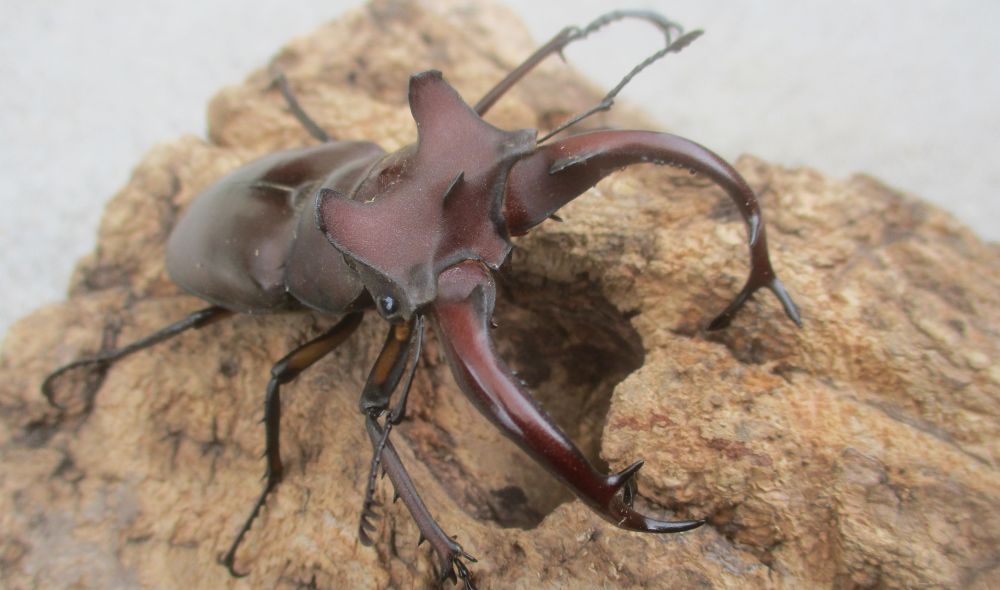 ２０２６年種親  ドンミヤマ大型♂７４ミリ♀４３ミリ♀４３ミリ（ＷＦ１）１♂２♀トリオ