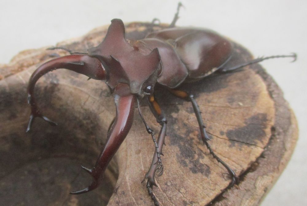 ２０２６年種親  ドンミヤマ大型♂７４ミリ♀４３ミリ♀４３ミリ（ＷＦ１）１♂２♀トリオ