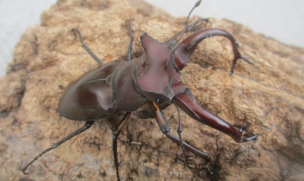 ２０２６年種親  ドンミヤマ大型♂７４ミリ♀４３ミリ♀４３ミリ（ＷＦ１）１♂２♀トリオ