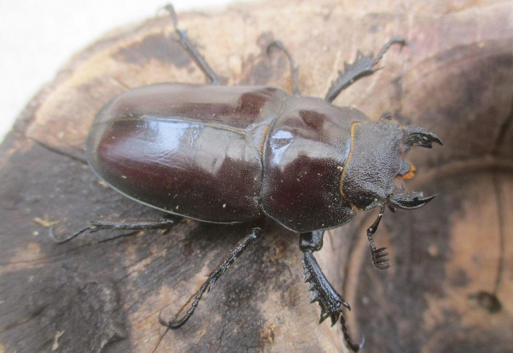 ２０２６年種親  ドンミヤマ大型♂７４ミリ♀４３ミリ♀４３ミリ（ＷＦ１）１♂２♀トリオ
