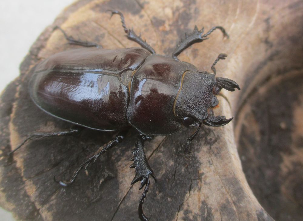 ２０２６年種親  ドンミヤマ大型♂７４ミリ♀４３ミリ♀４３ミリ（ＷＦ１）１♂２♀トリオ