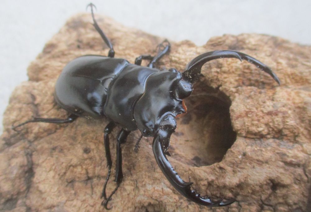 ２０２６年種親 ウエストウッディsspアルナーチャル WK産♂６５ミリ♀４３.５ミリ（WＦ１）ＰＡ