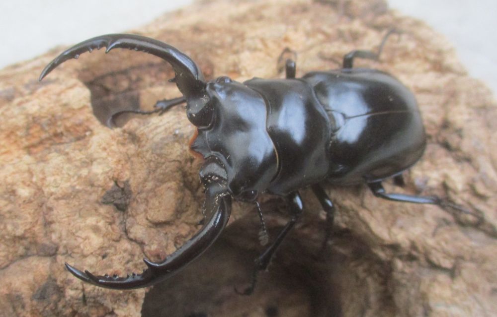 ２０２６年種親 ウエストウッディsspアルナーチャル WK産♂６５ミリ♀４３.５ミリ（WＦ１）ＰＡ