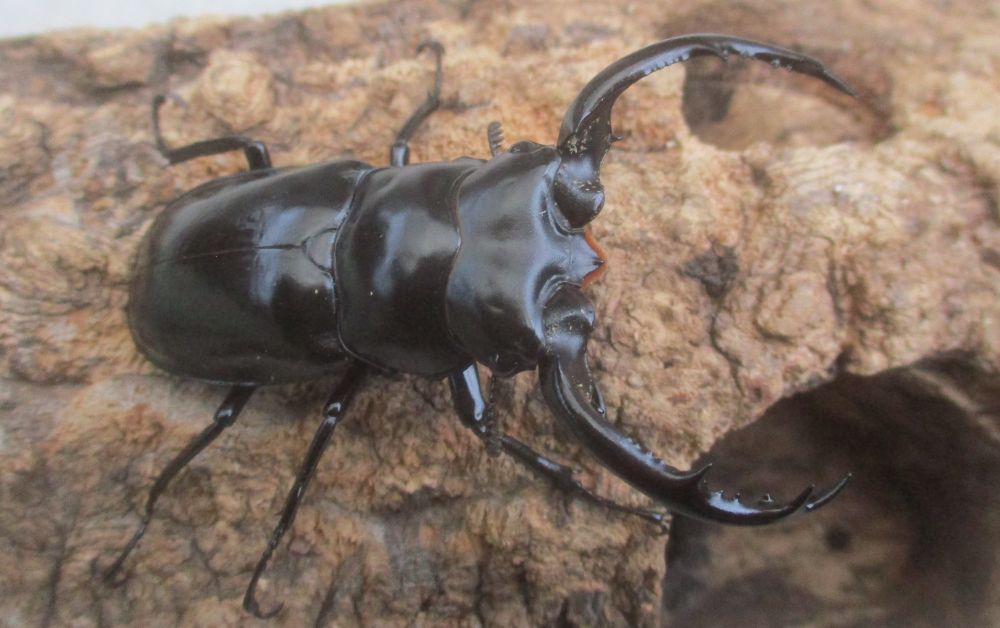 ２０２６年種親 ウエストウッディsspアルナーチャル WK産♂６５ミリ♀４３.５ミリ（WＦ１）ＰＡ