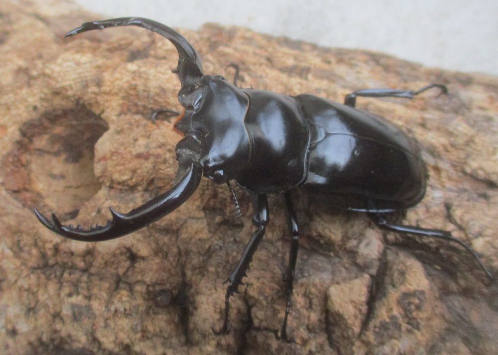 ２０２６年種親 ウエストウッディsspアルナーチャル WK産♂６５ミリ♀４３.５ミリ（WＦ１）ＰＡ