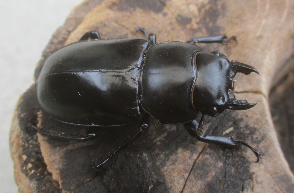 ２０２６年種親 ウエストウッディsspアルナーチャル WK産♂６５ミリ♀４３.５ミリ（WＦ１）ＰＡ