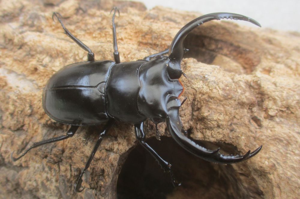 ２０２６年種親 ウエストウッディsspアルナーチャル WK産♂６１ミリ♀４２ミリ（WＦ１）ＰＡ