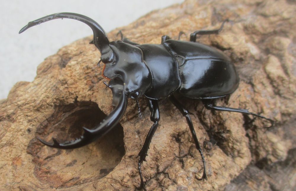 ２０２６年種親 ウエストウッディsspアルナーチャル WK産♂６１ミリ♀４２ミリ（WＦ１）ＰＡ