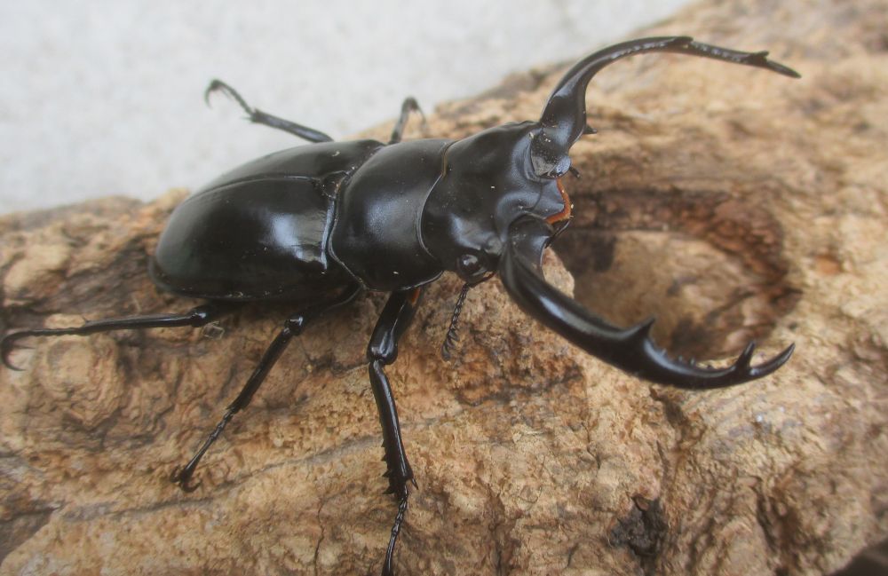 ２０２６年種親 ウエストウッディsspアルナーチャル WK産♂６１ミリ♀４２ミリ（WＦ１）ＰＡ