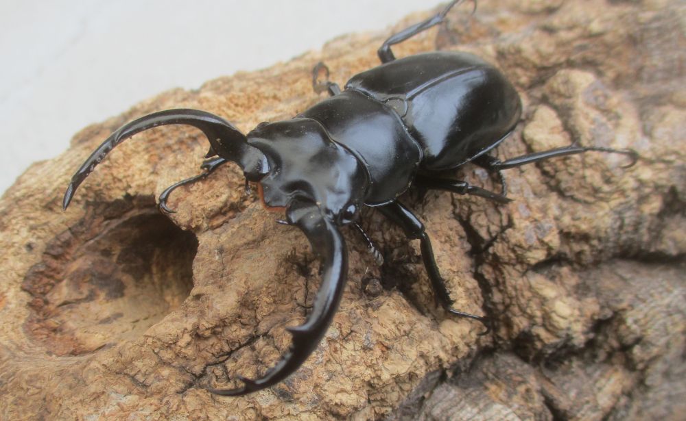 ２０２６年種親 ウエストウッディsspアルナーチャル WK産♂６１ミリ♀４２ミリ（WＦ１）ＰＡ